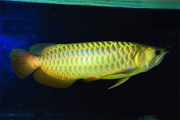 紅龍魚沉頭可以調理嗎