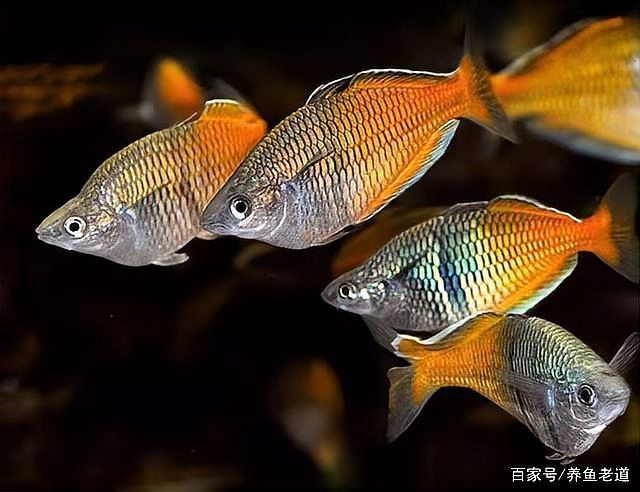 治療龍魚(yú)爛鱗期間需要喂食嗎？