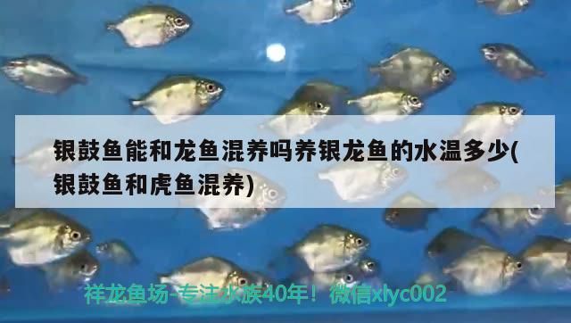 銀鼓魚苗與龍魚混養(yǎng)的水質(zhì)要求：銀鼓魚苗與龍魚混養(yǎng)時(shí)的水質(zhì)要求