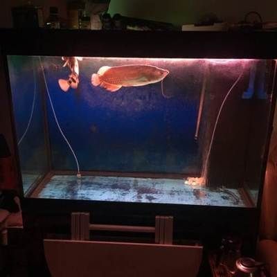 紅龍魚缸底色發白：紅龍魚缸底色發白怎么辦