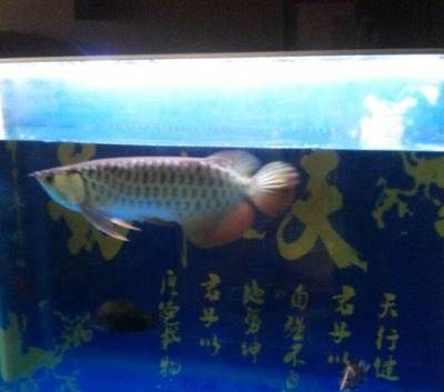 50厘米的金龍魚多少錢（50厘米的金龍魚價格從幾百元到數萬元不等）