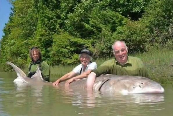 世界上最大的龍魚（世界上最大的淡水魚之一，體重可達2.5米以上，體重超過150公斤）