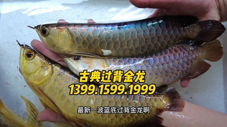 金龍魚(yú)的珠鱗觀察與生產(chǎn)日期：金龍魚(yú)的珠鱗是鑒別其品質(zhì)的重要指標(biāo),金龍魚(yú)的珠鱗怎么看生產(chǎn)日期