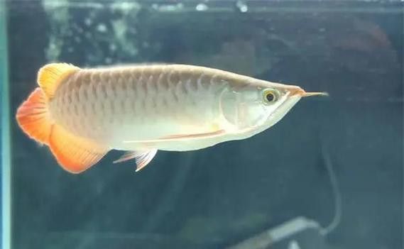金龍魚和什么魚混養(yǎng)不打架呢圖片