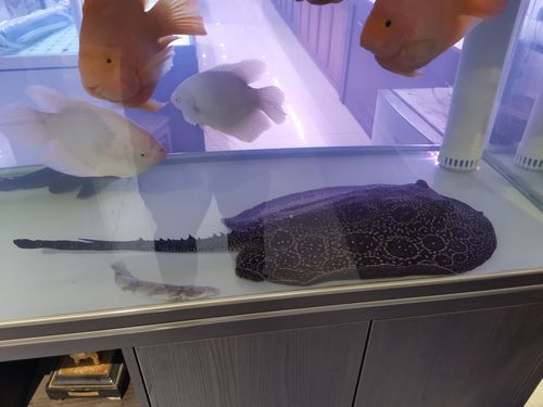 金龍魚和什么魚混養(yǎng)不打架呢圖片