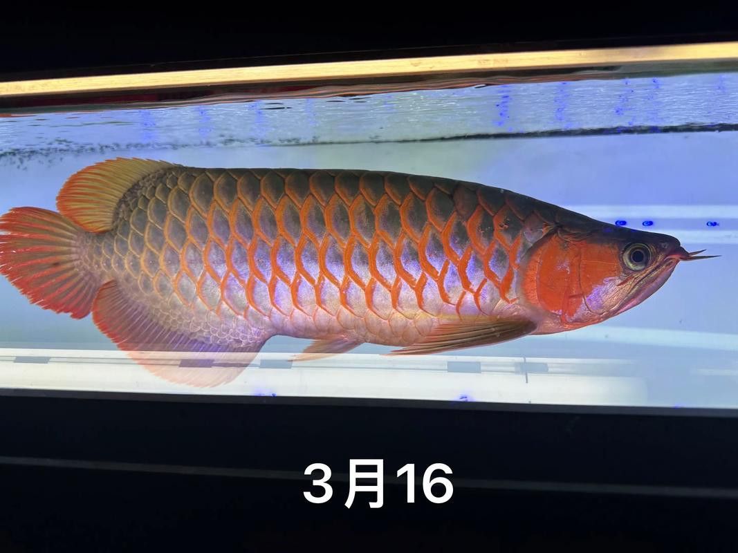金龍魚和什么魚混養(yǎng)不打架呢圖片