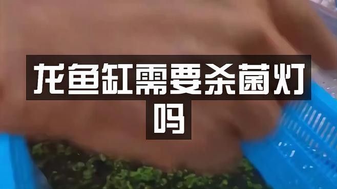 龍魚缸需要放殺菌燈嗎為什么