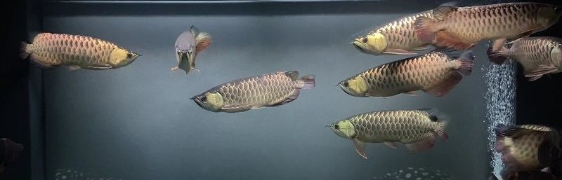 龍魚混養多久會打架？