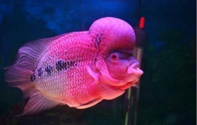 龍魚寬身高背，寬身龍魚與高背龍魚的區(qū)別