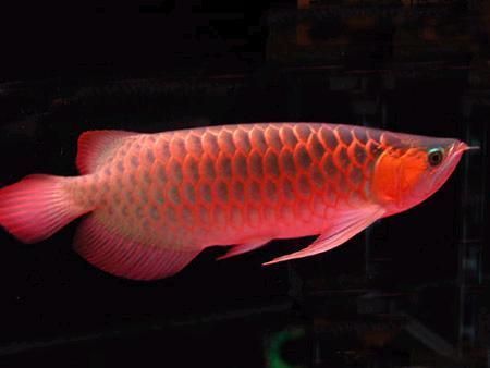 龍魚寬身高背，寬身龍魚與高背龍魚的區(qū)別