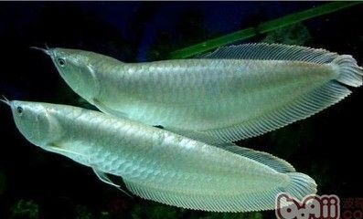 龍魚呆在水底不游動了：當(dāng)您發(fā)現(xiàn)龍魚呆在水底不游動時