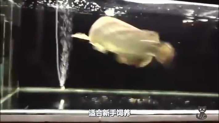 奧州星點龍魚（關于澳洲星點龍魚的一些詳細信息）