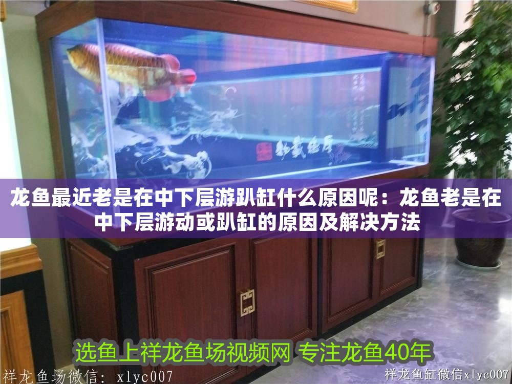 龍魚最近老是在中下層游趴缸什么原因呢：龍魚老是在中下層游動或趴缸的原因及解決方法