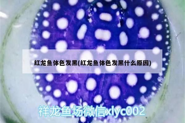 紅龍魚發黑怎么回事（紅龍魚為什么會發黑）