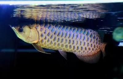 龍魚蒙眼病與進食行為（龍魚得了蒙眼病可能影響其進食行為）