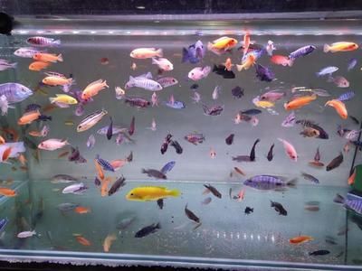 祥龍魚場(chǎng)觀賞魚有哪些品種的魚（祥龍魚場(chǎng)提供多種觀賞魚品種）