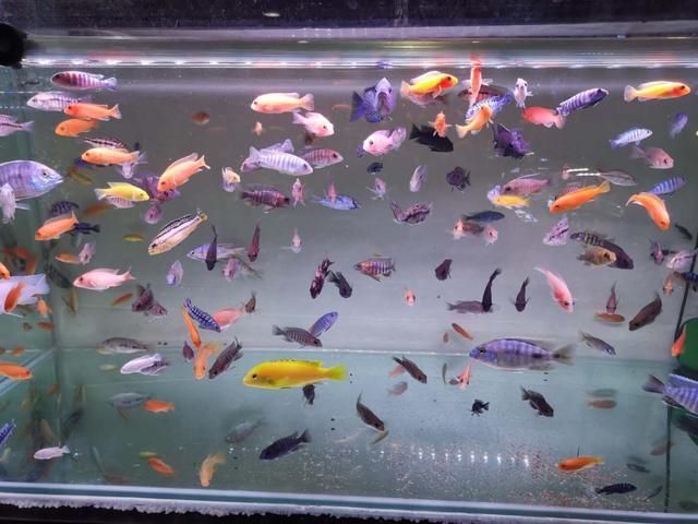 祥龍魚場(chǎng)觀賞魚有哪些品種的魚（祥龍魚場(chǎng)提供多種觀賞魚品種）