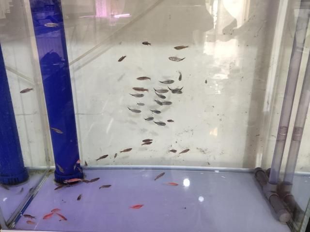 祥龍魚場(chǎng)觀賞魚有哪些品種的魚（祥龍魚場(chǎng)提供多種觀賞魚品種）