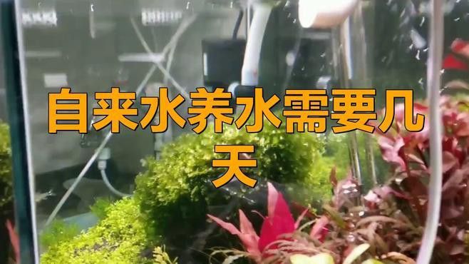 養龍魚自來水養幾天就可以用了