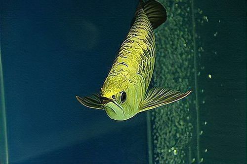 龍魚等級一二三四梯隊