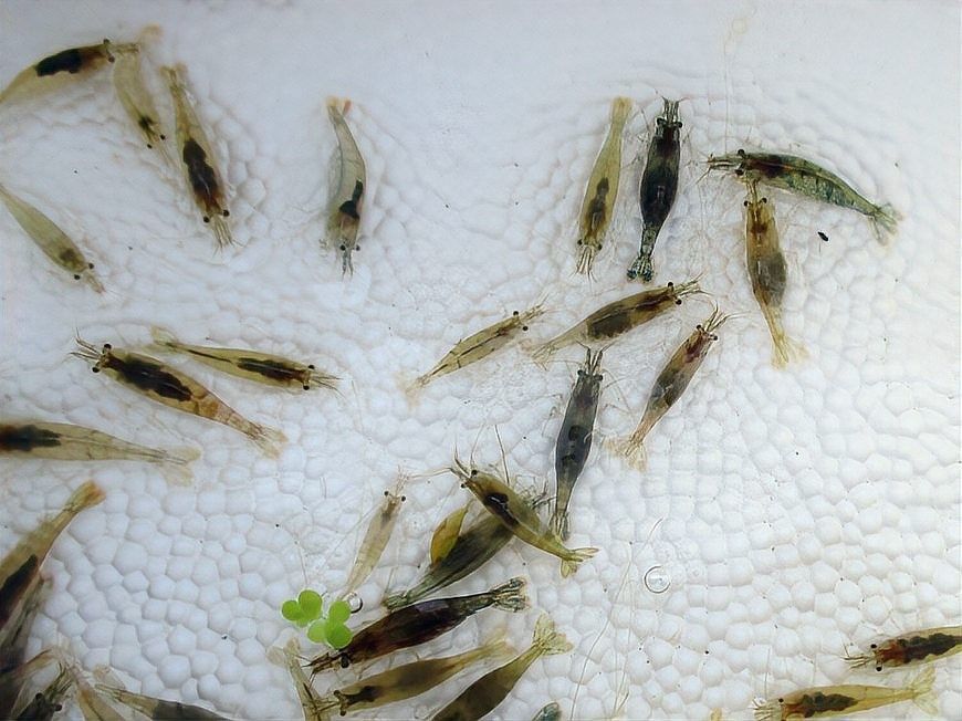 金龍魚吃小魚嗎？