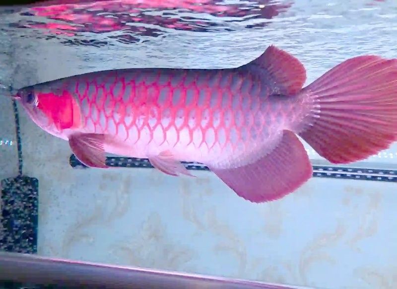 金龍魚吃小魚嗎？