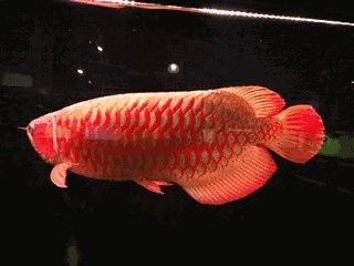 紅龍魚品種排名前十：紅龍魚和紅龍魚有什么區別？
