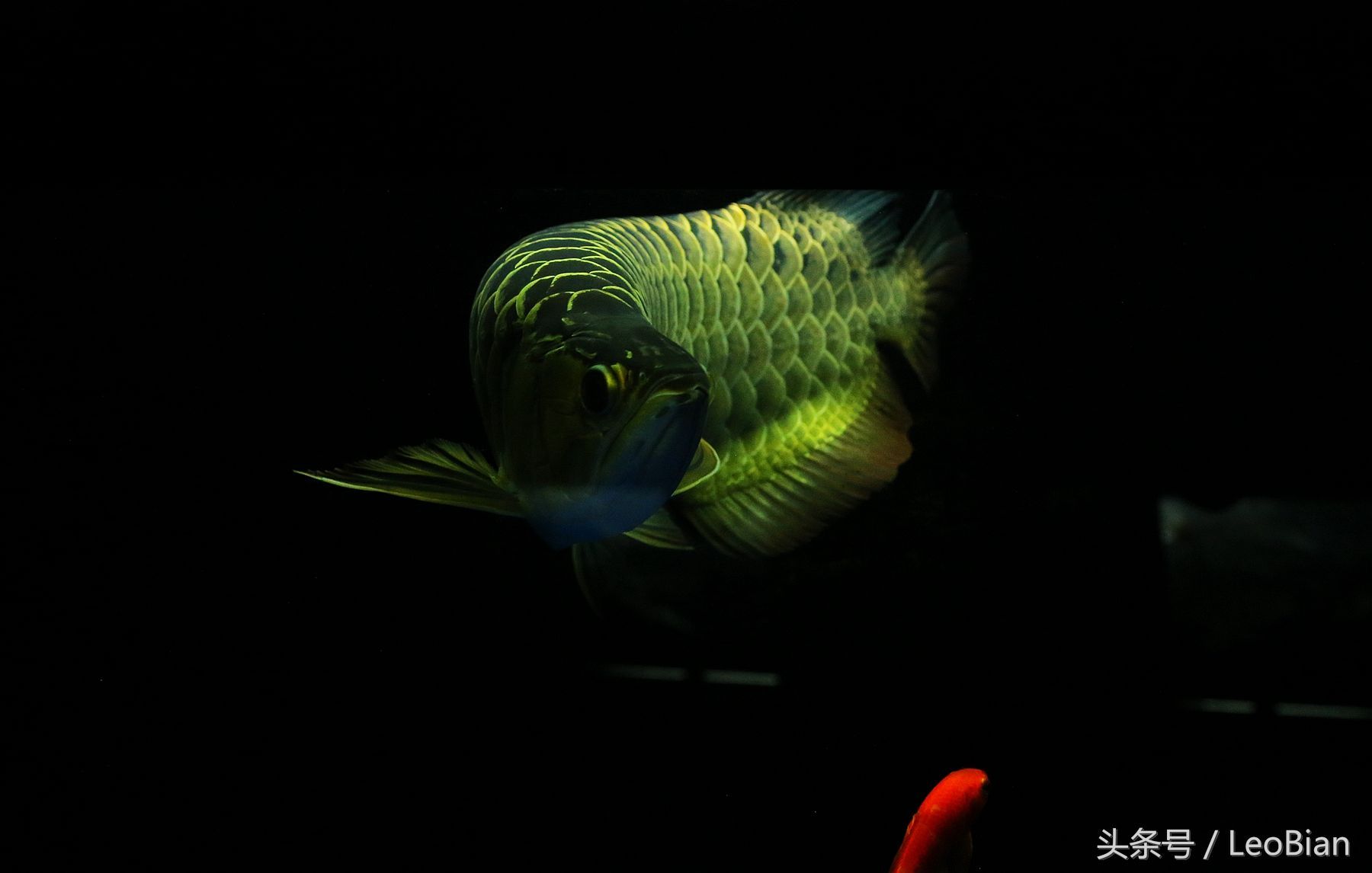 一個魚缸能養兩條龍魚嗎，：一個魚缸能養兩條龍魚嗎一個魚缸能養兩條龍魚嗎