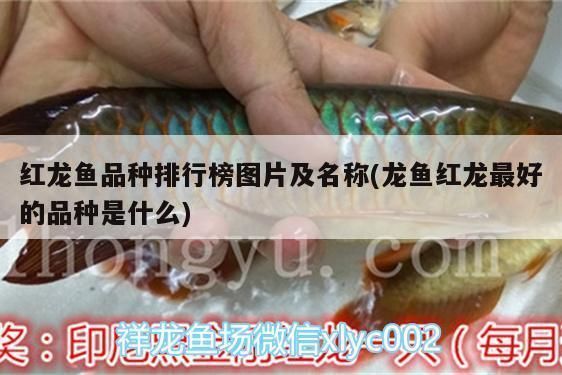 紅龍魚品種排行（如何辨別紅龍魚好與差）