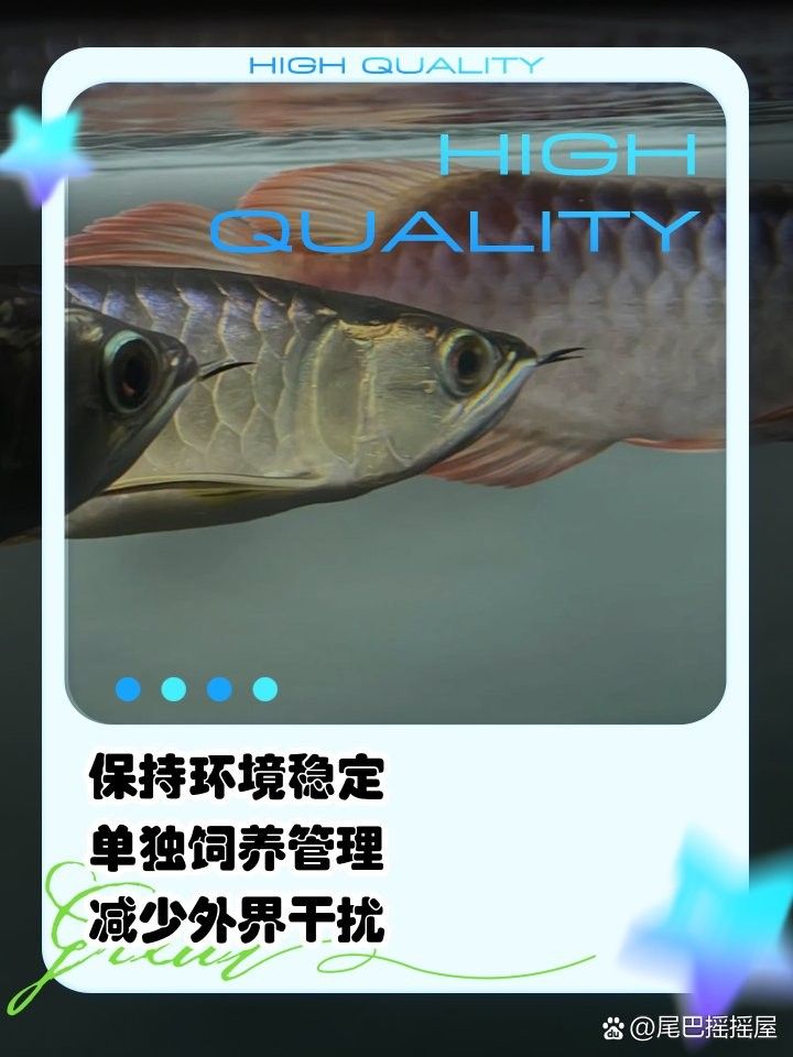 龍魚撞缸后需要隔離嗎