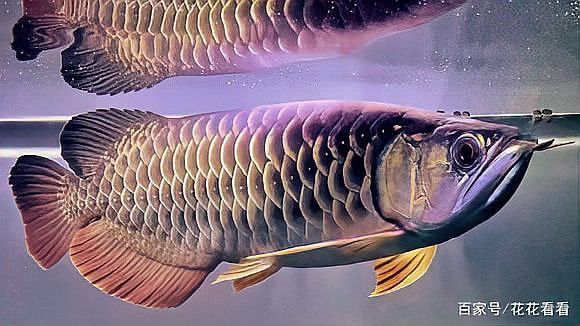 回收金龍魚觀賞魚多少錢