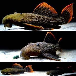 六角恐龍魚尾巴有白點：六角恐龍魚傷口護理技巧