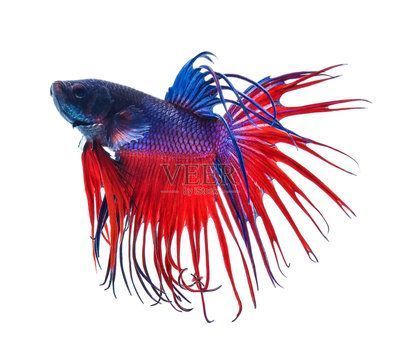 金龍魚怎么上色好看