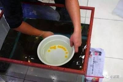 龍魚拉黃色便便：龍魚拉黃色便便可能是由于飲食不當或消化不良導致的