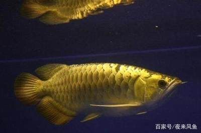 金龍魚是指什么生肖【金龍魚是指什么生肖是指什么生肖是指什么生肖】