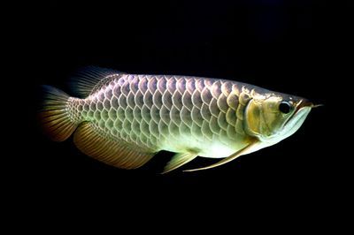 金龍魚是指什么生肖【金龍魚是指什么生肖是指什么生肖是指什么生肖】