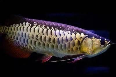 金龍魚是指什么生肖【金龍魚是指什么生肖是指什么生肖是指什么生肖】