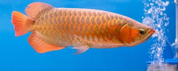 紅龍魚(yú)不愛(ài)游動(dòng)是怎么回事：紅龍魚(yú)不愛(ài)游動(dòng)可能由多種因素導(dǎo)致紅龍魚(yú)不愛(ài)游動(dòng)可能由多種因素導(dǎo)致 紅龍魚(yú)不愛(ài)游動(dòng)是怎么回事：紅龍魚(yú)不愛(ài)游動(dòng)可能由多種因素導(dǎo)致紅龍魚(yú)不愛(ài)游動(dòng)可能由多種因素導(dǎo)致 龍魚(yú)百科 第1張