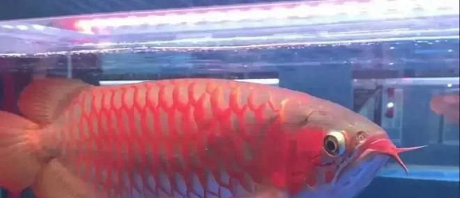紅龍魚(yú)不愛(ài)游動(dòng)是怎么回事：紅龍魚(yú)不愛(ài)游動(dòng)可能由多種因素導(dǎo)致紅龍魚(yú)不愛(ài)游動(dòng)可能由多種因素導(dǎo)致 紅龍魚(yú)不愛(ài)游動(dòng)是怎么回事：紅龍魚(yú)不愛(ài)游動(dòng)可能由多種因素導(dǎo)致紅龍魚(yú)不愛(ài)游動(dòng)可能由多種因素導(dǎo)致 龍魚(yú)百科 第3張