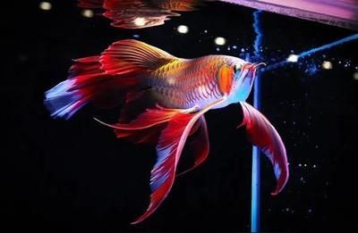 龍魚燈光擺放位置圖：龍魚缸中燈光的擺放位置