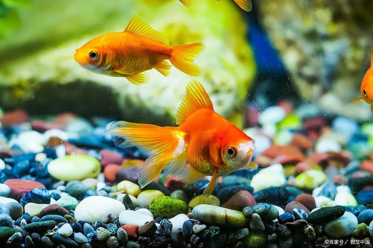 魚細菌感染怎么處理