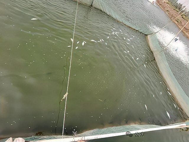 魚細菌感染怎么處理