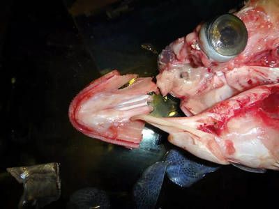 紅龍魚魚鰓外翻是什么事：紅龍魚魚鰓外翻是什么事紅龍魚魚鰓外翻是什么事