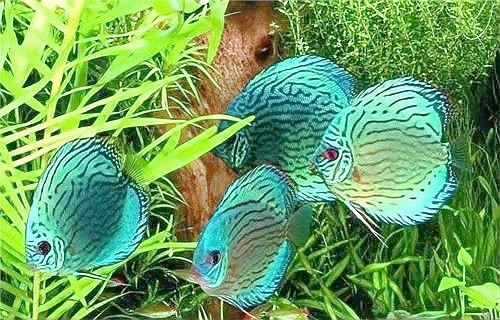 七彩銀龍魚繁殖時需要哪些設備？