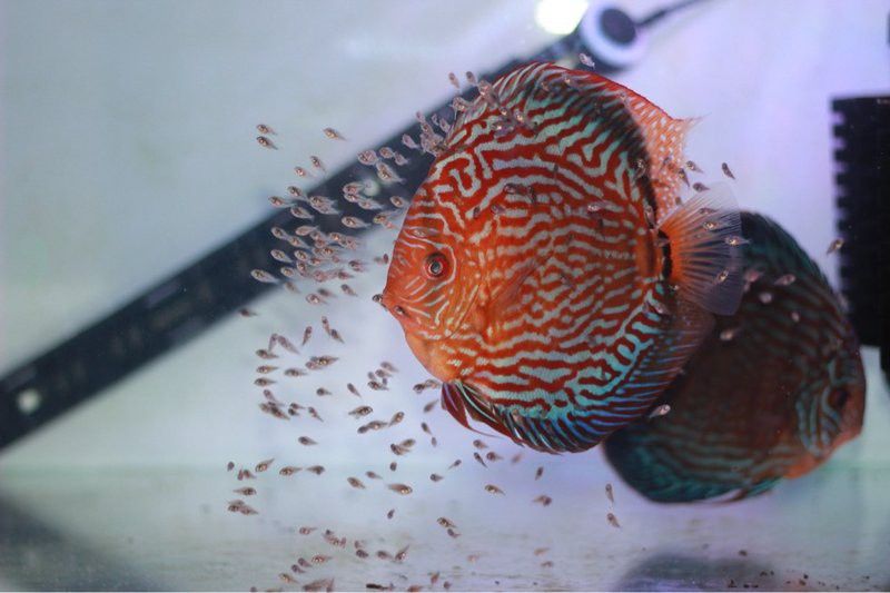 七彩銀龍魚繁殖時需要哪些設備？