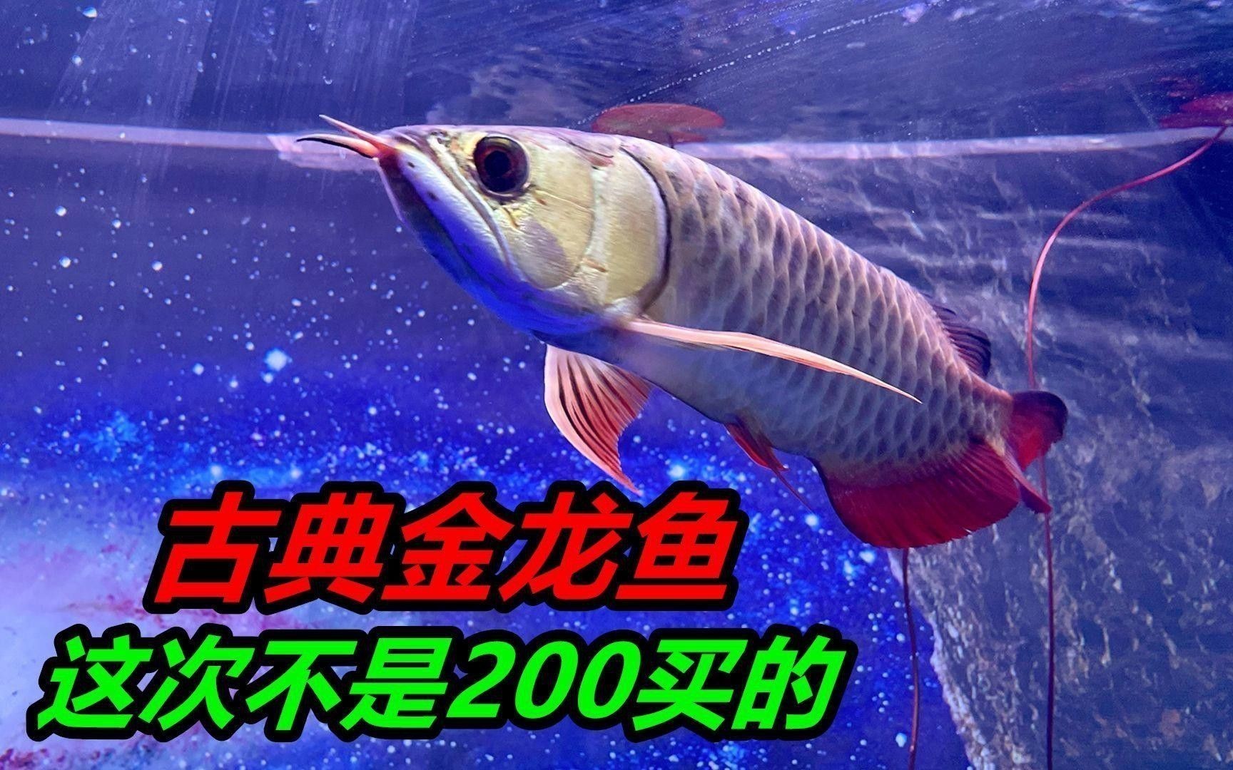 金龍魚的血統特征有哪些？