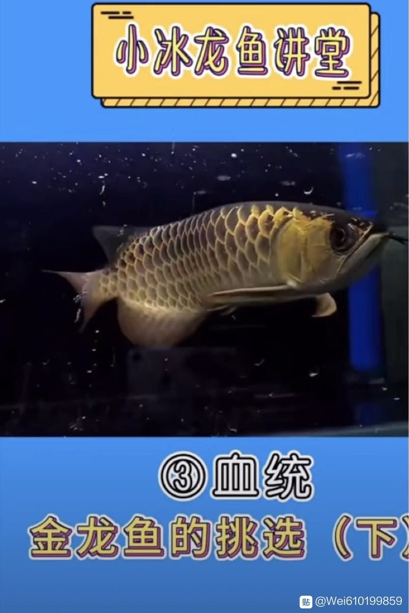 金龍魚的血統特征有哪些？