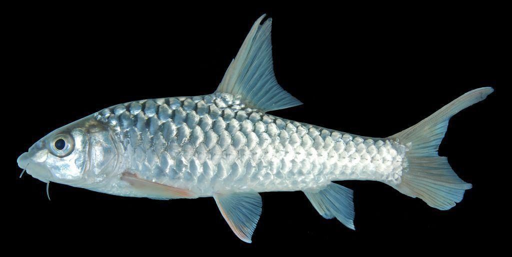 馬來忘不了魚圖片