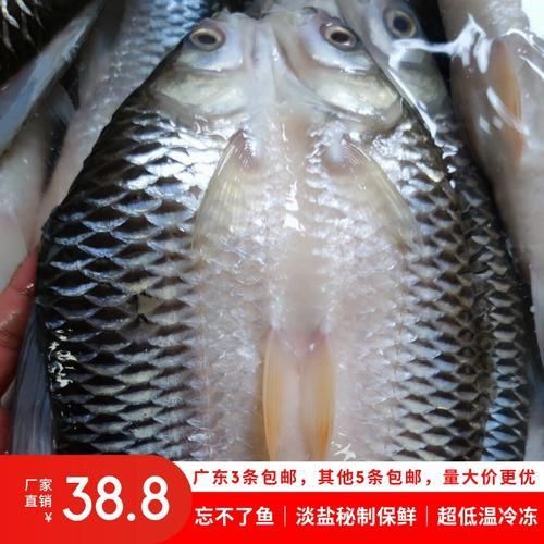 馬來忘不了魚圖片