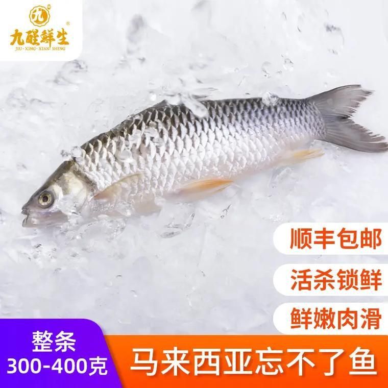 馬來忘不了魚圖片